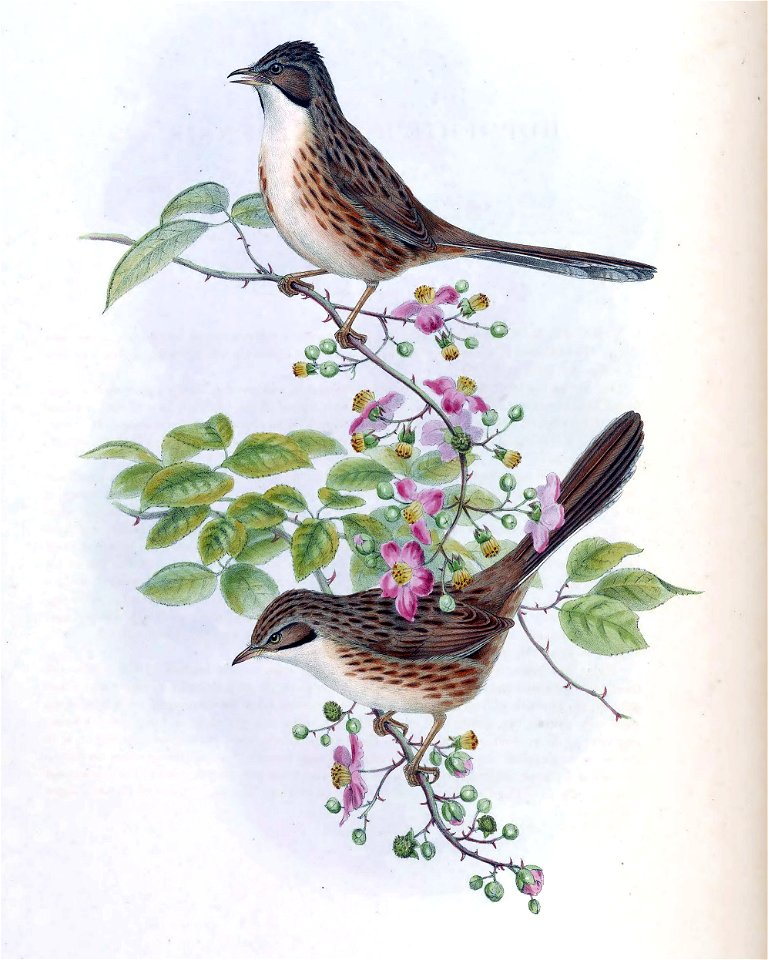 Rhopophilus
