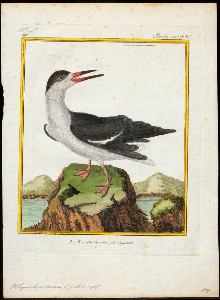 Rhynchops nigra - 1700-1880 - Print - Iconographia Zoologica - Special Collections University of Amsterdam - UBA01 IZ17900432
