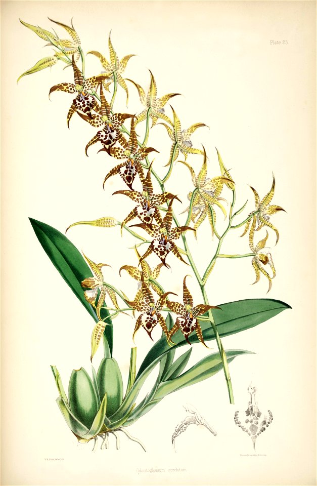 Rhynchostele cordata (as Odontoglossum cordatum) - pl. 25 - Bateman, Monogr.Odont. Free illustration for personal and commercial use.