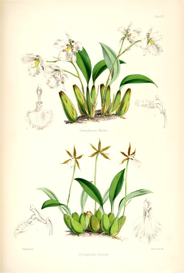 Rhynchostele rossii (as Odontoglossum warnerianum) and Rhynchostele stellata (as Odontoglossum stellatum) - pl. 13 - Bateman, Monogr.Odont