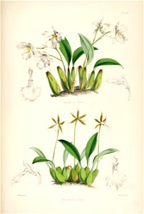 Rhynchostele rossii (as Odontoglossum warnerianum) and Rhynchostele stellata (as Odontoglossum stellatum) - pl. 13 - Bateman, Monogr.Odont. Free illustration for personal and commercial use.