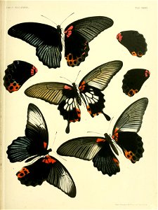 RhopaloceraMalayanaXXVIIA 03