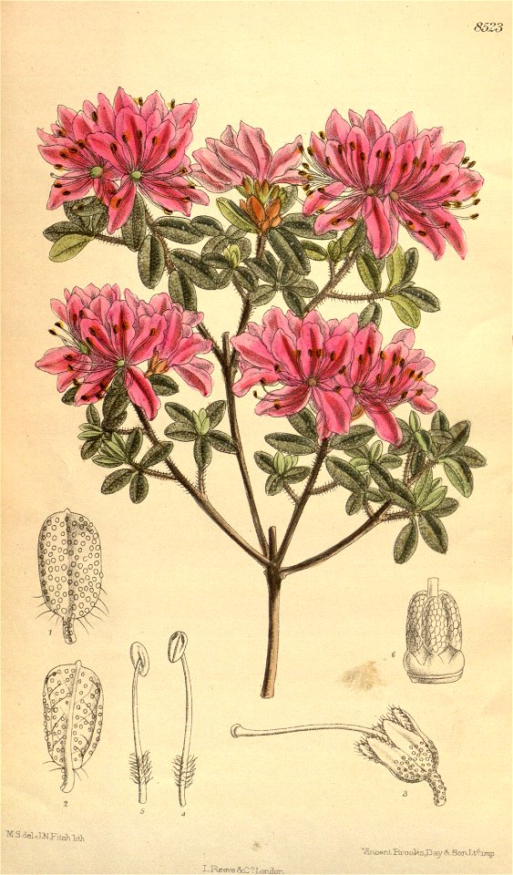 Rhododendron setosum 139-8523