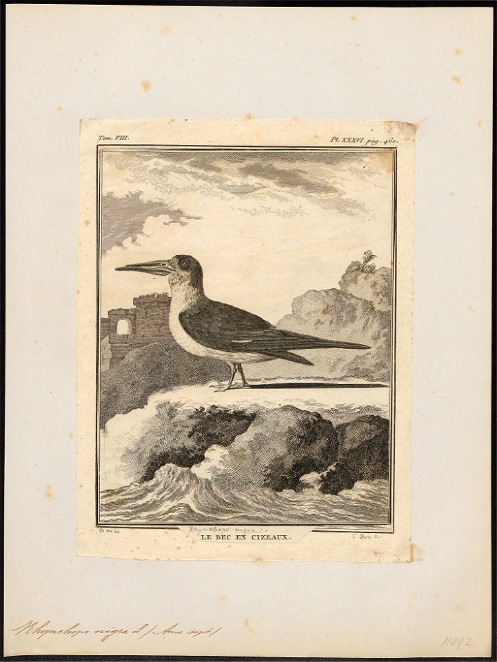 Rhynchops nigra - 1700-1880 - Print - Iconographia Zoologica - Special Collections University of Amsterdam - UBA01 IZ17900430
