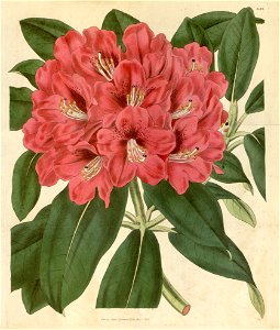Rhododendron × altaclerense. Free illustration for personal and commercial use.
