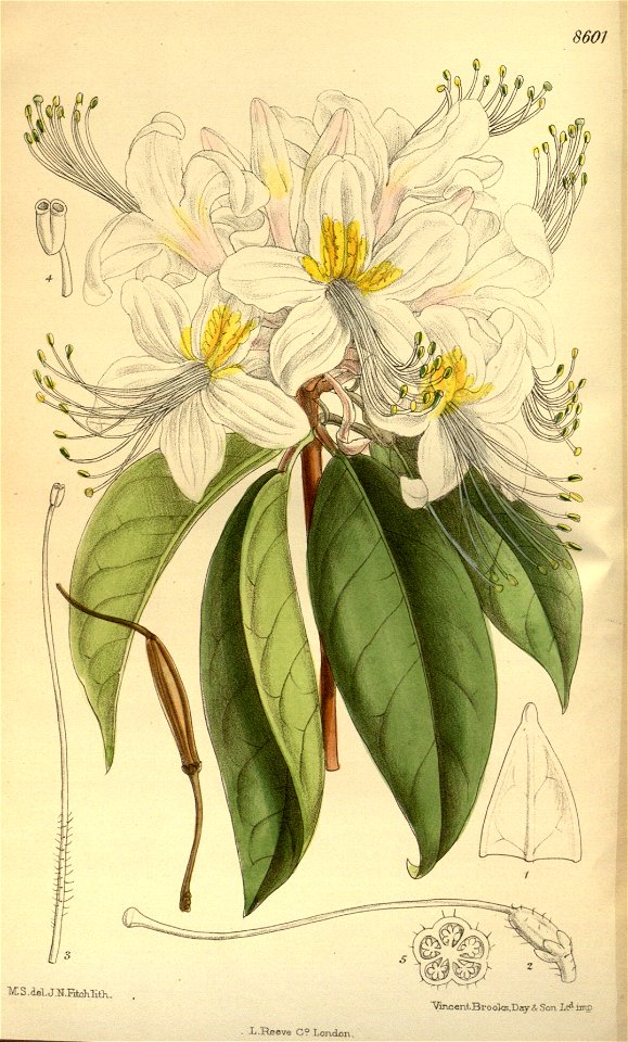 Rhododendron stamineum 141-8601