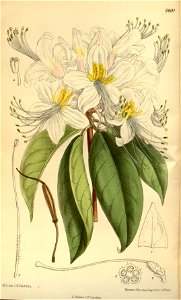 Rhododendron stamineum 141-8601