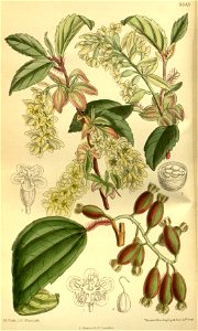 Ribes laurifolium 140-8543