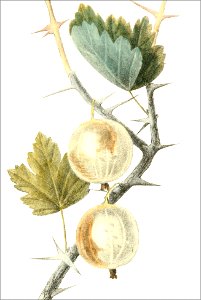 Ribes uva crispa, var discolor (Thory - fig19)