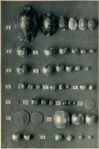Rivista italiana di numismatica 1898 - Tavola IV (page 651 crop)