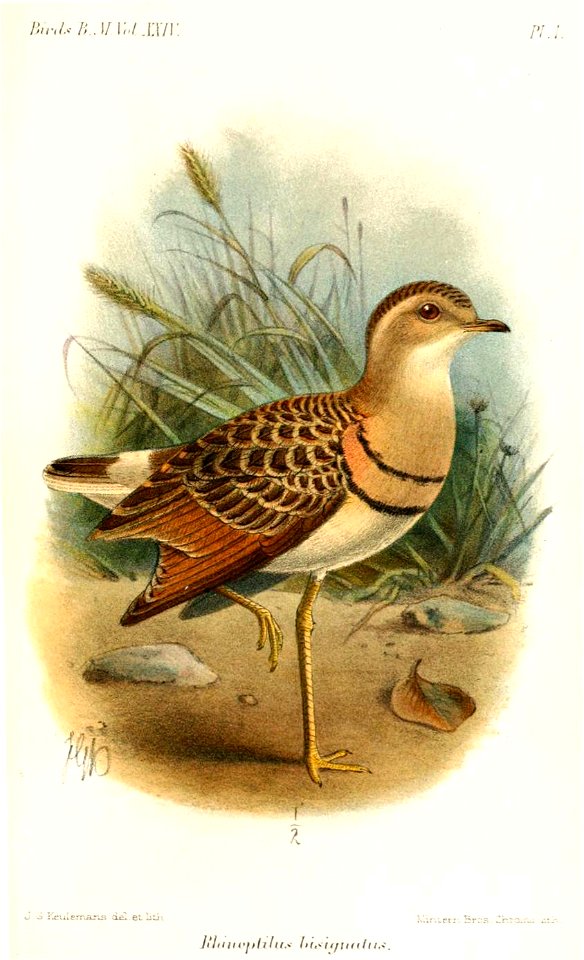 RhinoptilusBisignatusKeulemans