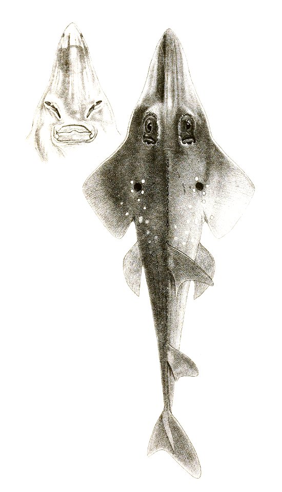 Rhynchobatus djeddensis Day Mintern 192