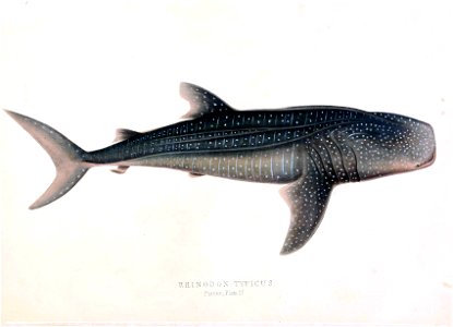 Rhinodon typicus