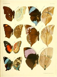 RhopaloceraMalayanaXXXVIII