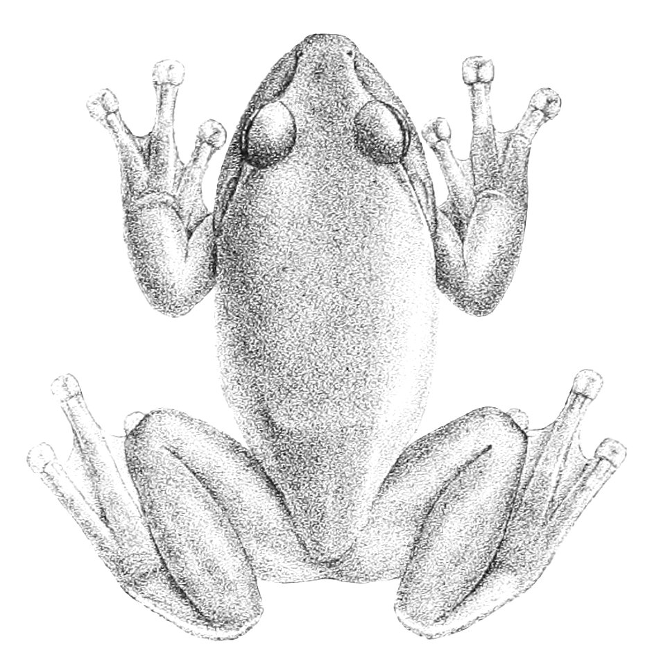 Rhacophorus schlegelii (1)