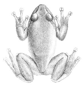 Rhacophorus schlegelii (1)