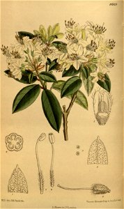 Rhododendron hanceanum 142-8669