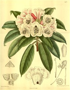 Rhododendron monosematum 142-8675