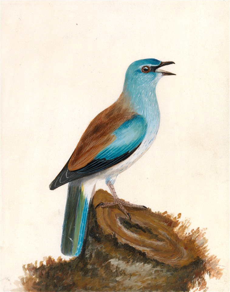 Roller, Garrulous Roller by William Lewin