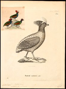 Rollulus roulroul - 1700-1880 - Print - Iconographia Zoologica - Special Collections University of Amsterdam - UBA01 IZ17100265