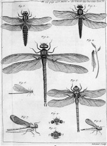 Réaumur-Filloeul-Illustrations de Mémoires pour servir à l'histoire des insectes F-35-456