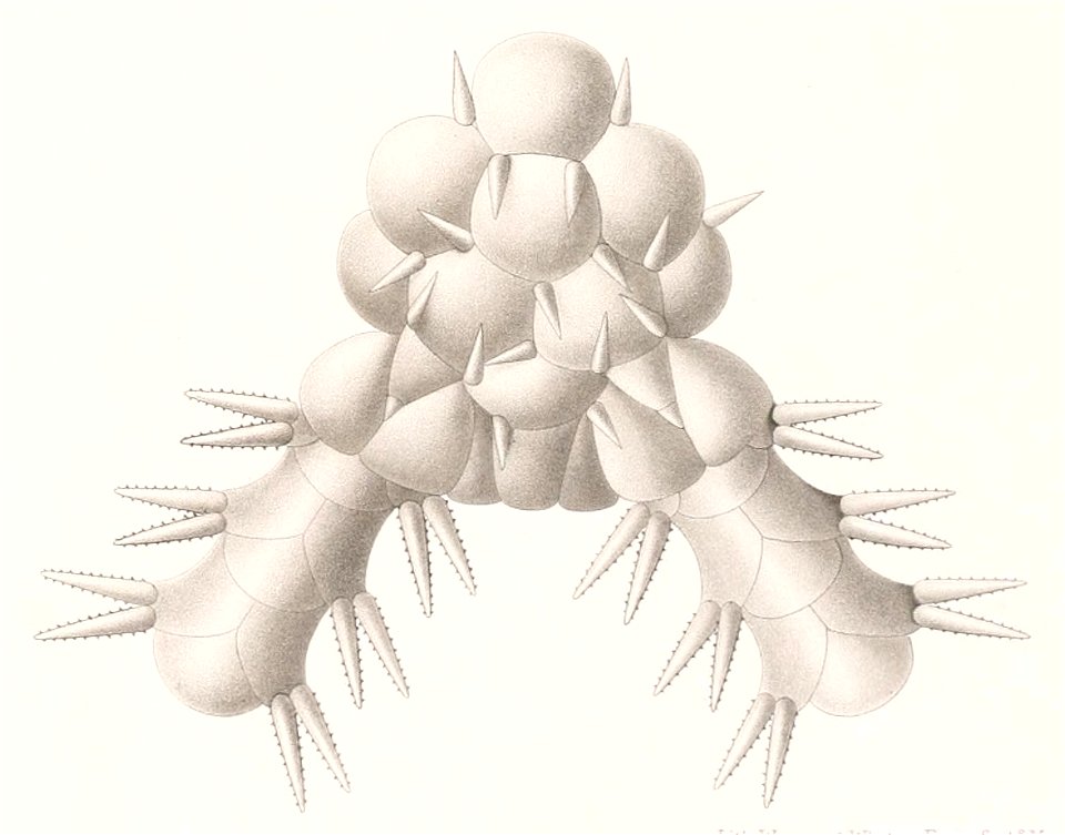 Résultats des campagnes scientifiques accomplies sur son yacht par Albert Ier - Fascicule XII (1898) planche 5 fig 15