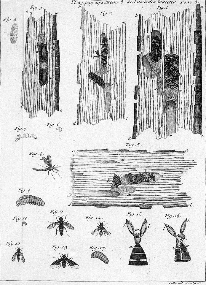 Réaumur-Filloeul-Illustrations de Mémoires pour servir à l'histoire des insectes F-27-292