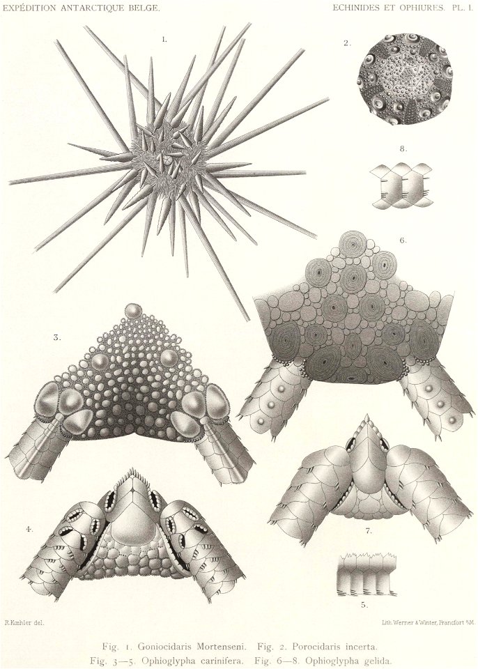 Résultats du voyage du S.Y. Belgica en 1897-1898-1899. Zoologie - Échinides et ophiures (1902) planche 1