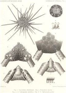 Résultats du voyage du S.Y. Belgica en 1897-1898-1899. Zoologie - Échinides et ophiures (1902) planche 1