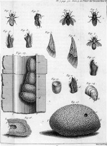 Réaumur-Haussard-Illustrations de Mémoires pour servir à l'histoire des insectes F-7-92