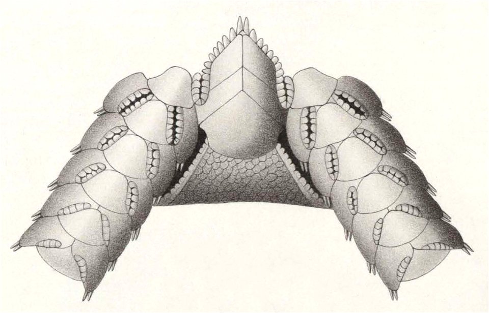 Résultats du voyage du S.Y. Belgica en 1897-1898-1899. Zoologie - Échinides et ophiures (1902) planche 5 fig 35