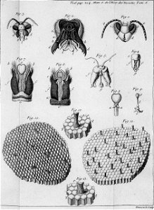Réaumur-Haussard-Illustrations de Mémoires pour servir à l'histoire des insectes F-16-214