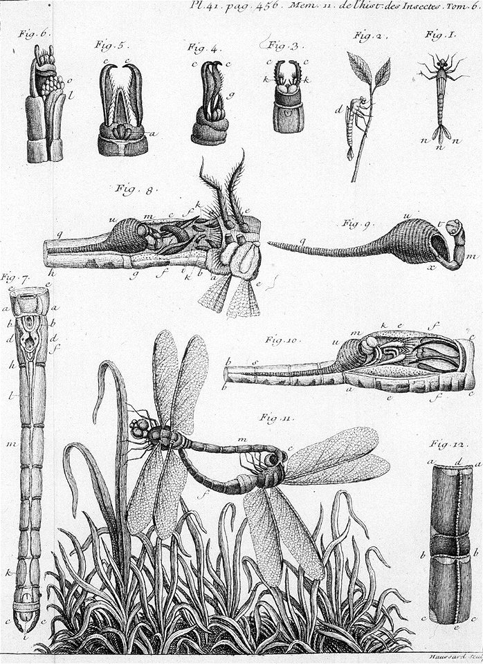Réaumur-Haussard-Illustrations de Mémoires pour servir à l'histoire des insectes F-41-456