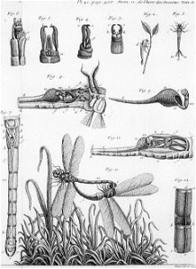 Réaumur-Haussard-Illustrations de Mémoires pour servir à l'histoire des insectes F-41-456