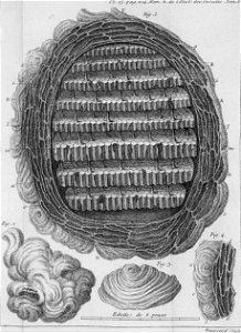 Réaumur-Haussard-Illustrations de Mémoires pour servir à l'histoire des insectes F-15-214