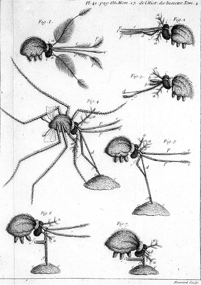 Réaumur-Haussard-Illustrations de Mémoires pour servir à l'histoire des insectes D 41-636