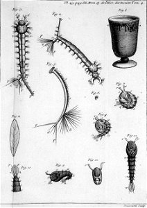 Réaumur-Haussard-Illustrations de Mémoires pour servir à l'histoire des insectes D-43-636