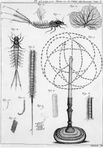 Réaumur-Filloeul-Illustrations de Mémoires pour servir à l'histoire des insectes F-45-522