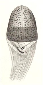Résultats du voyage du S.Y. Belgica en 1897-1898-1899. Zoologie - Échinides et ophiures (1902) planche 2 fig 10