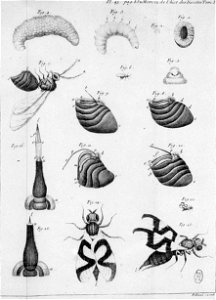 Réaumur-Flloeul-Illustrations de Mémoires pour servir à l'histoire des insectes - III- 45