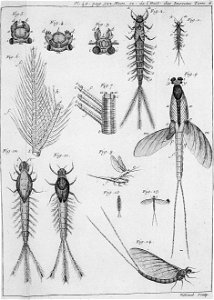 Réaumur-Filloeul-Illustrations de Mémoires pour servir à l'histoire des insectes F-46-522