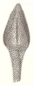 Résultats du voyage du S.Y. Belgica en 1897-1898-1899. Zoologie - Échinides et ophiures (1902) planche 2 fig 11