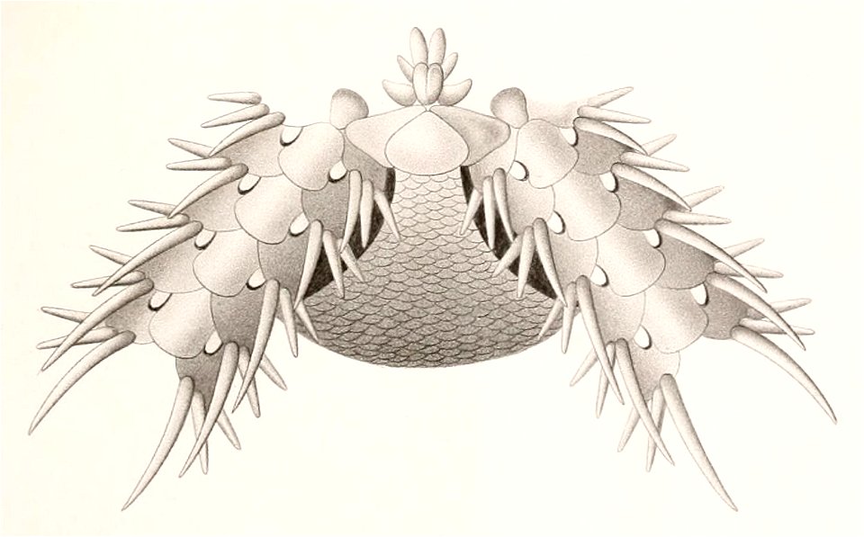 Résultats des campagnes scientifiques accomplies sur son yacht par Albert Ier - Fascicule XII (1898) planche 9 fig 46