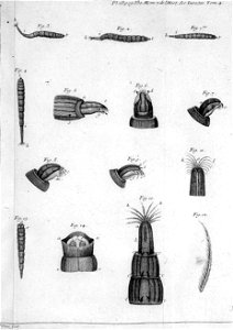 Réaumur-Filloeul-Illustrations de Mémoires pour servir à l'histoire des insectes - IV 23
