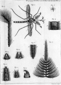 Réaumur-Haussard-Illustrations de Mémoires pour servir à l'histoire des insectes D-40-636