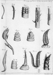Réaumur-Haussard-Illustrations de Mémoires pour servir à l'histoire des insectes E-15-144