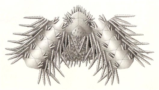 Résultats du voyage du S.Y. Belgica en 1897-1898-1899. Zoologie - Échinides et ophiures (1902) planche 2 fig 14