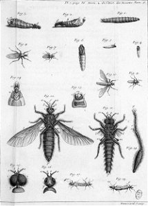 Réaumur-Haussard-Illustrations de Mémoires pour servir à l'histoire des insectes E-7-86