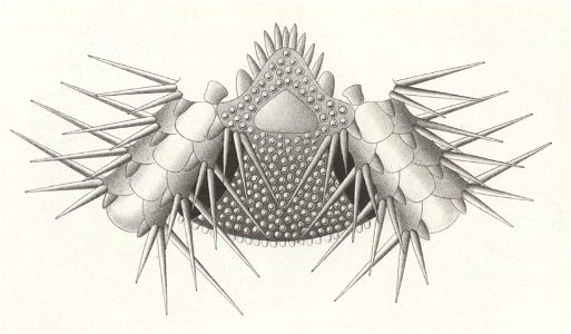 Résultats du voyage du S.Y. Belgica en 1897-1898-1899. Zoologie - Échinides et ophiures (1902) planche 3 fig 20