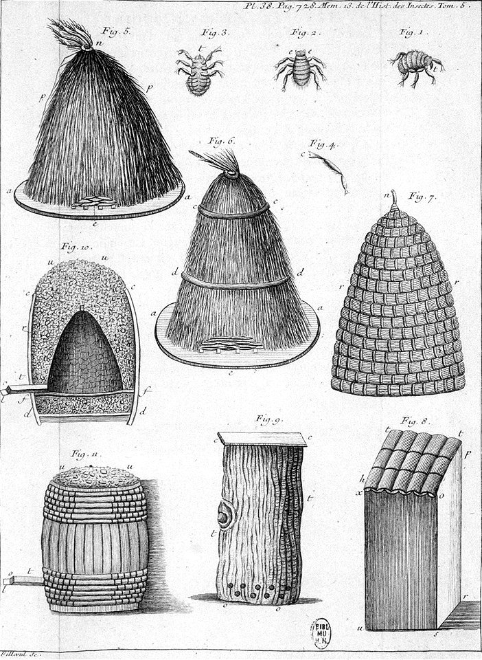 Réaumur-Filloeul-Illustrations de Mémoires pour servir à l'histoire des insectes E-38